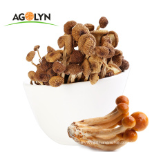 Natural  Cultivated High Nutrition  Brown Dried Nameko Mushroom